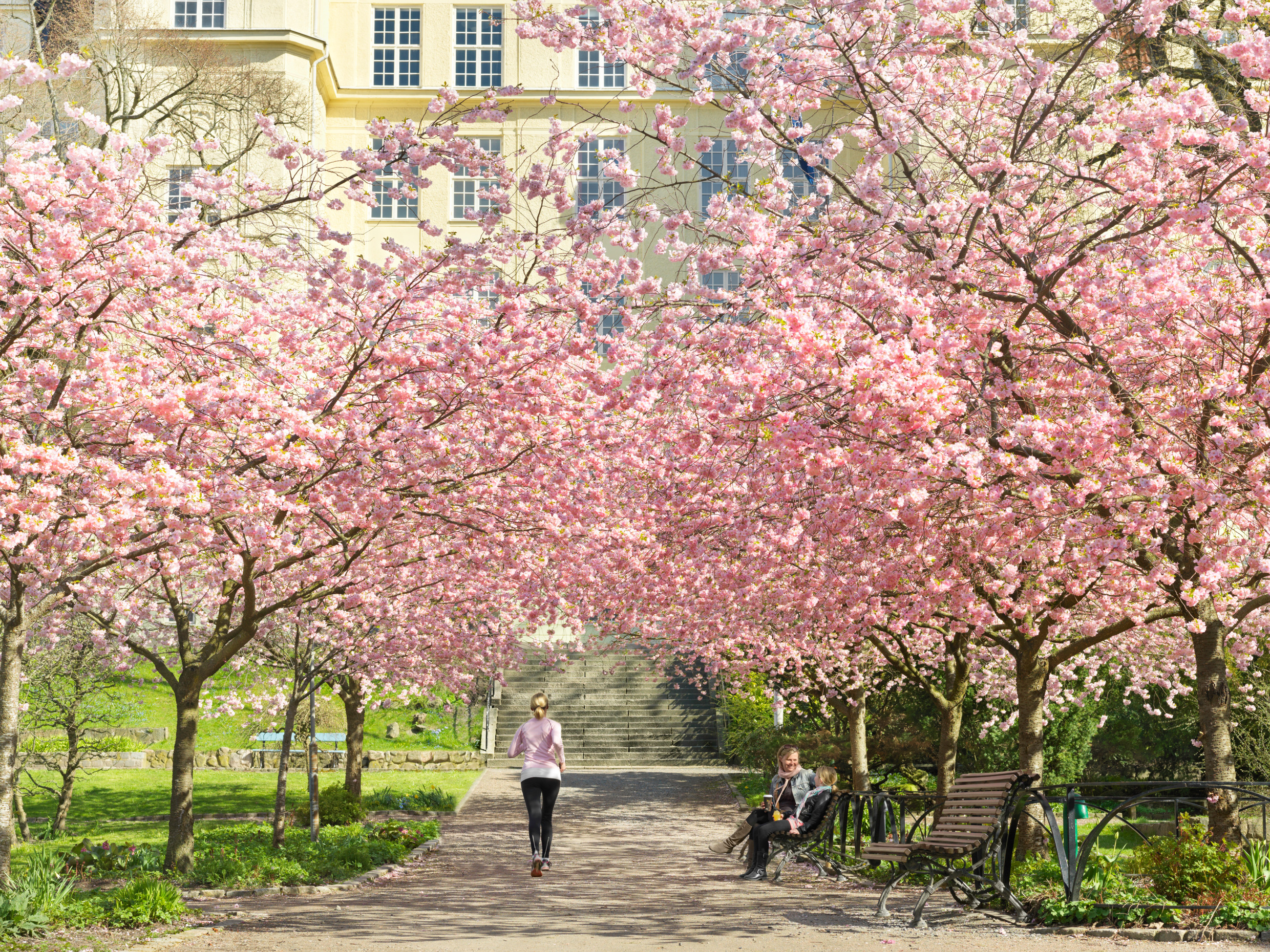 Blommande körsbärsträd