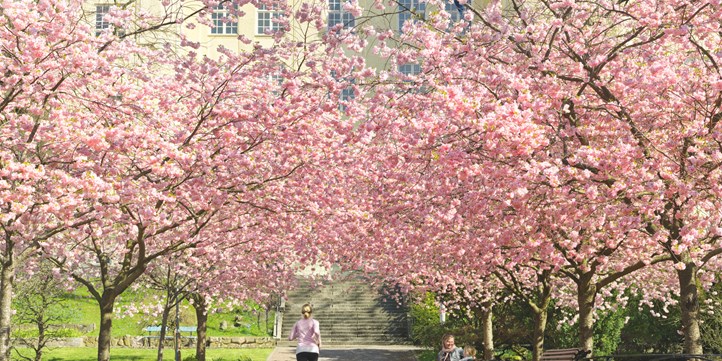 Blommande körsbärsträd