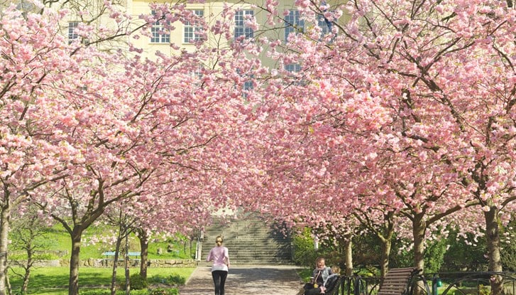 Blommande körsbärsträd