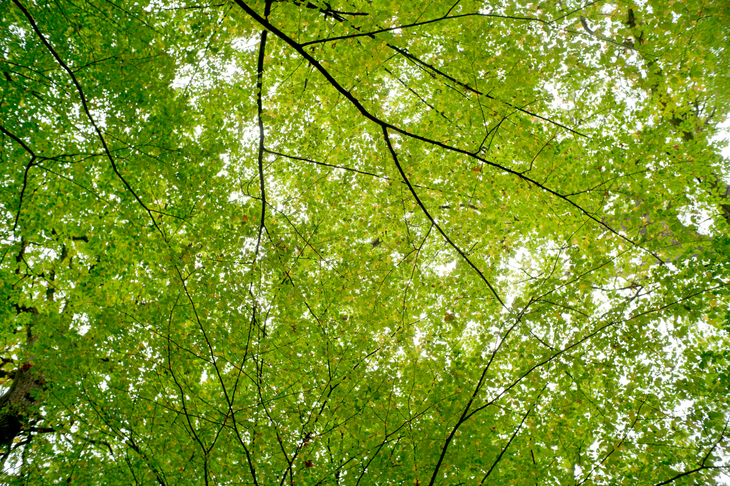 Leaves in a beech forest