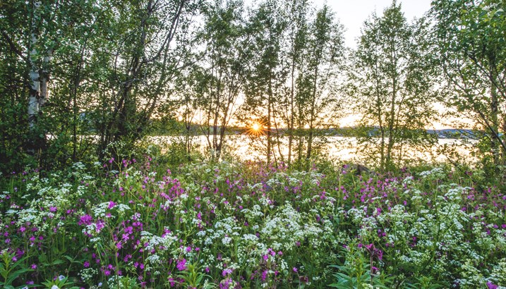 Summer in Sweden