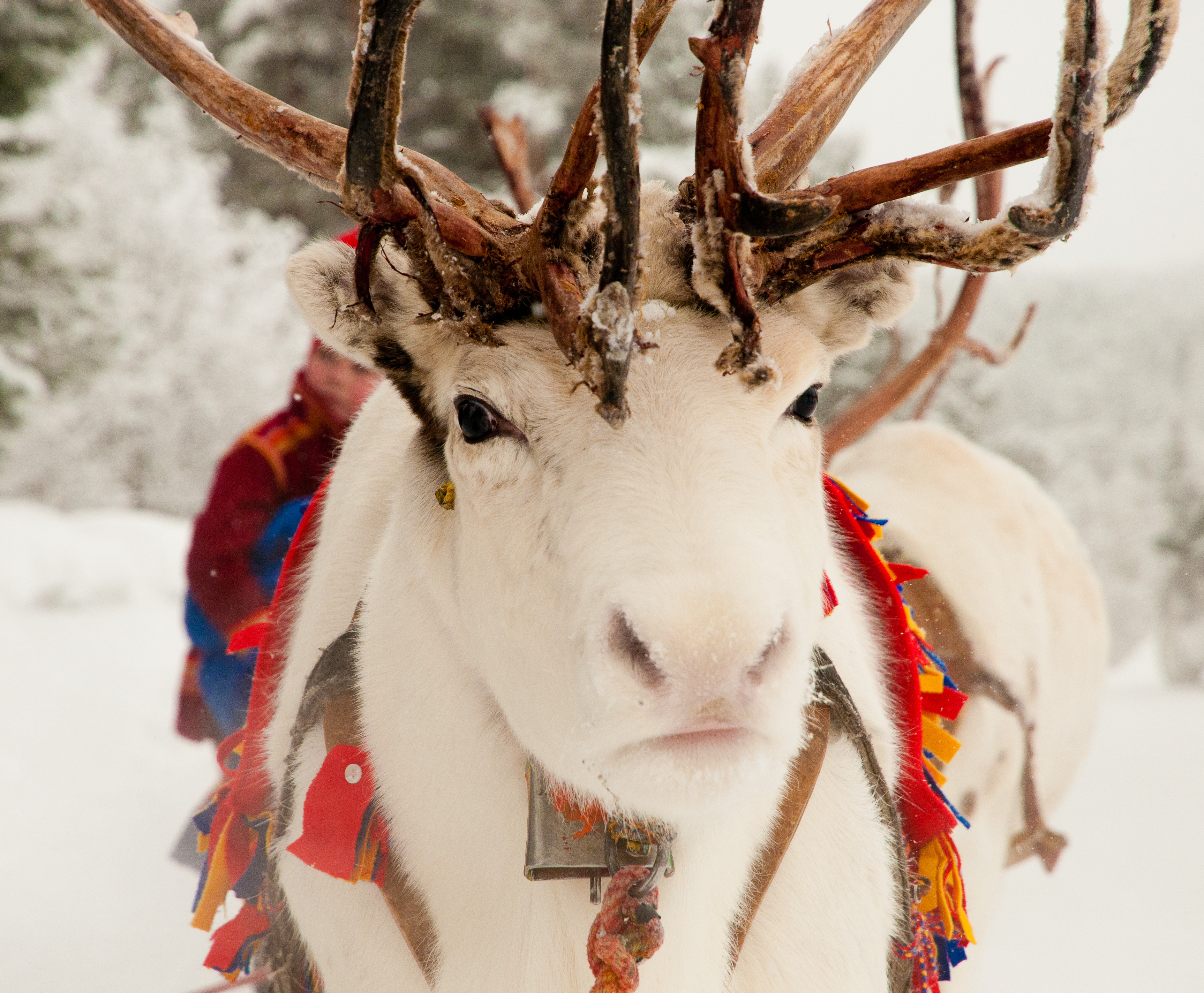 White moose christmas