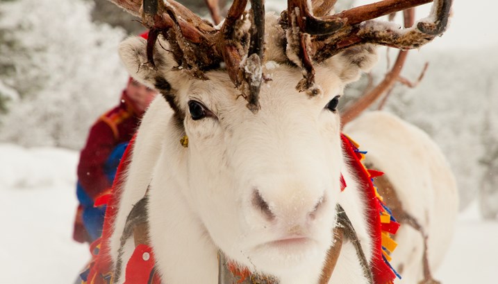 White moose christmas