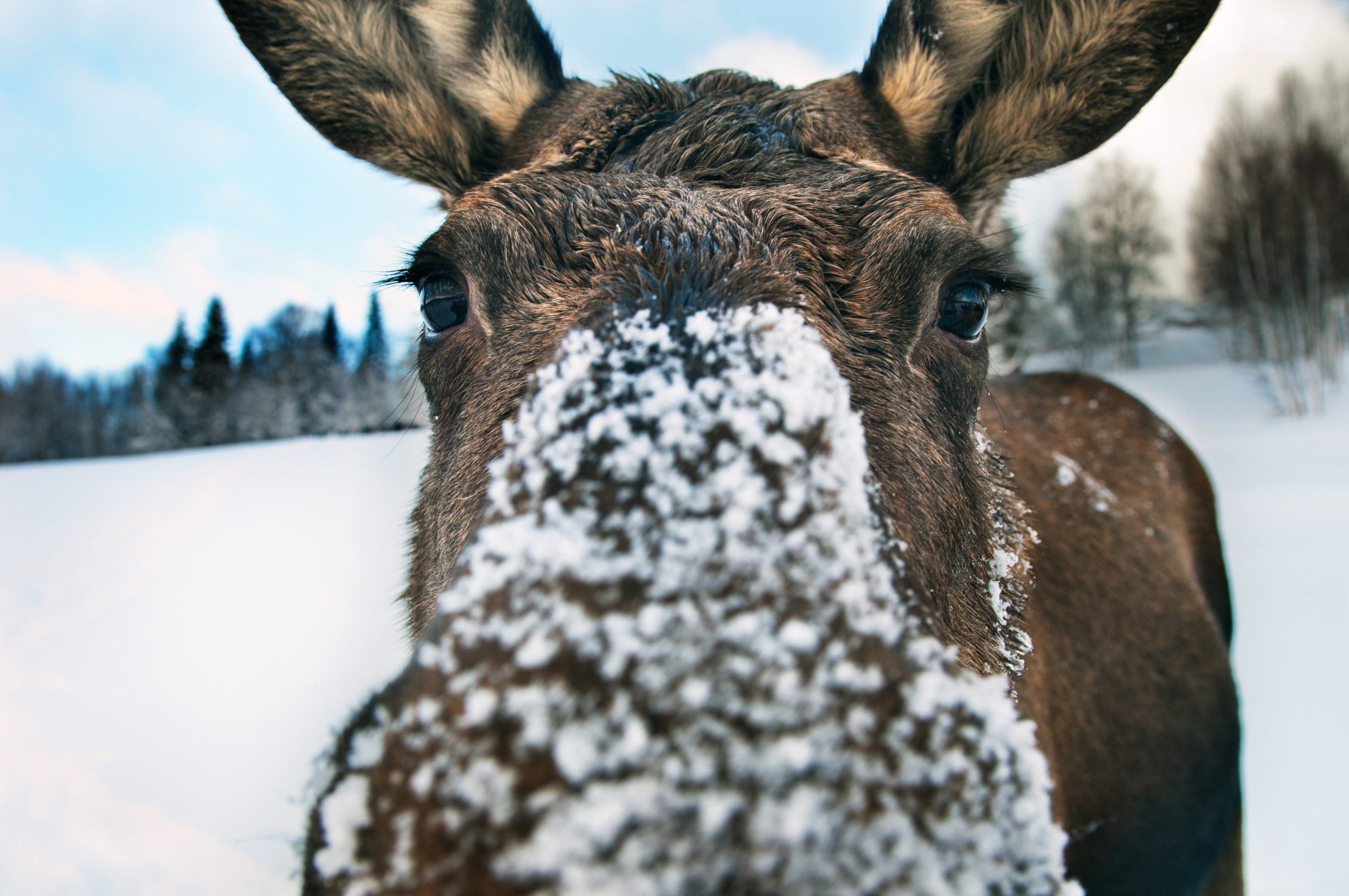Curious moose