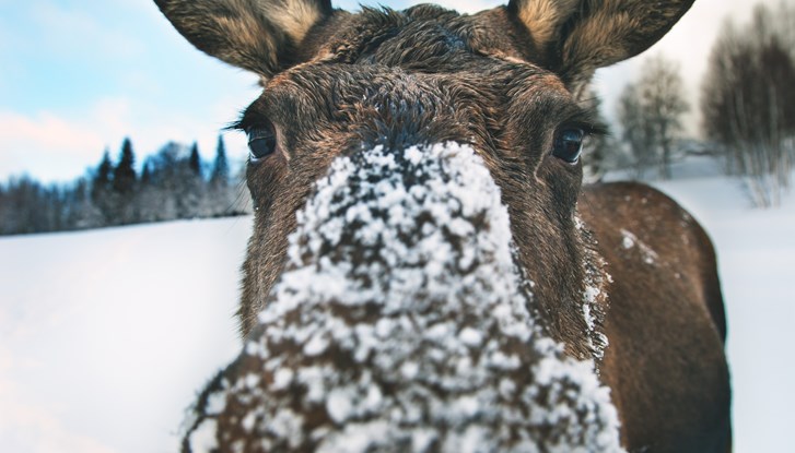 Curious moose