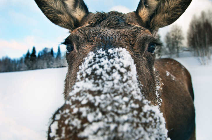 Curious moose