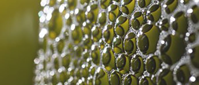sofia_sabel-swedish_algae_factory-6768.jpg