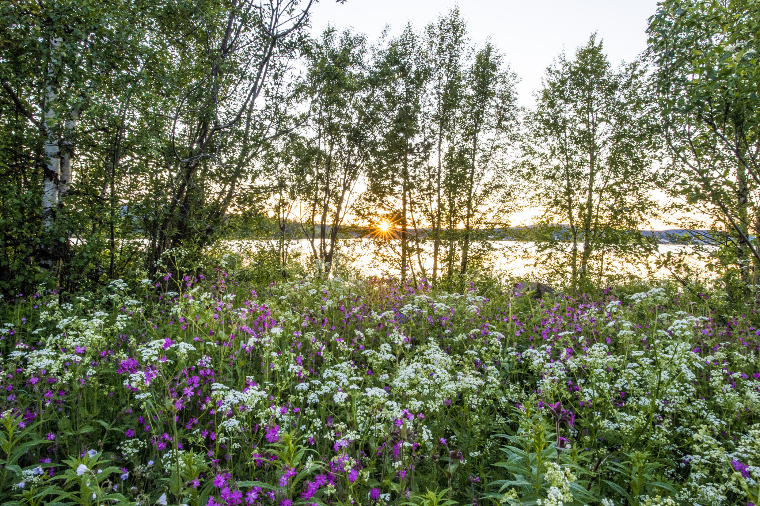 asaf_kliger-midsummer_in_northern_sweden-6509 (1).jpg