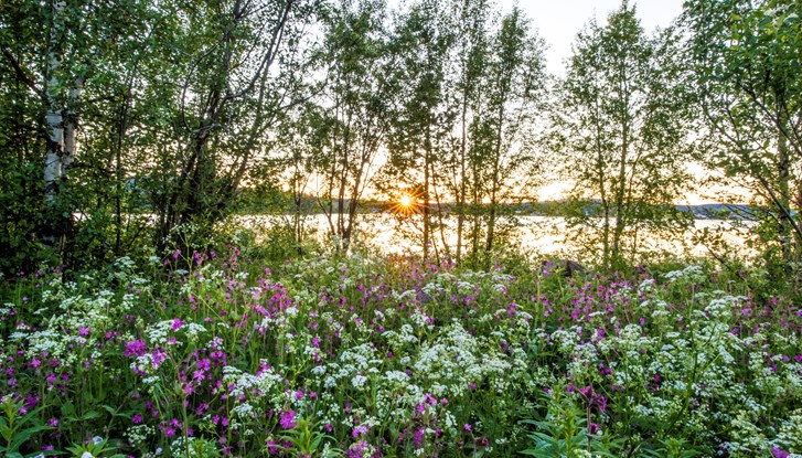 asaf_kliger-midsummer_in_northern_sweden-6509 (1).jpg