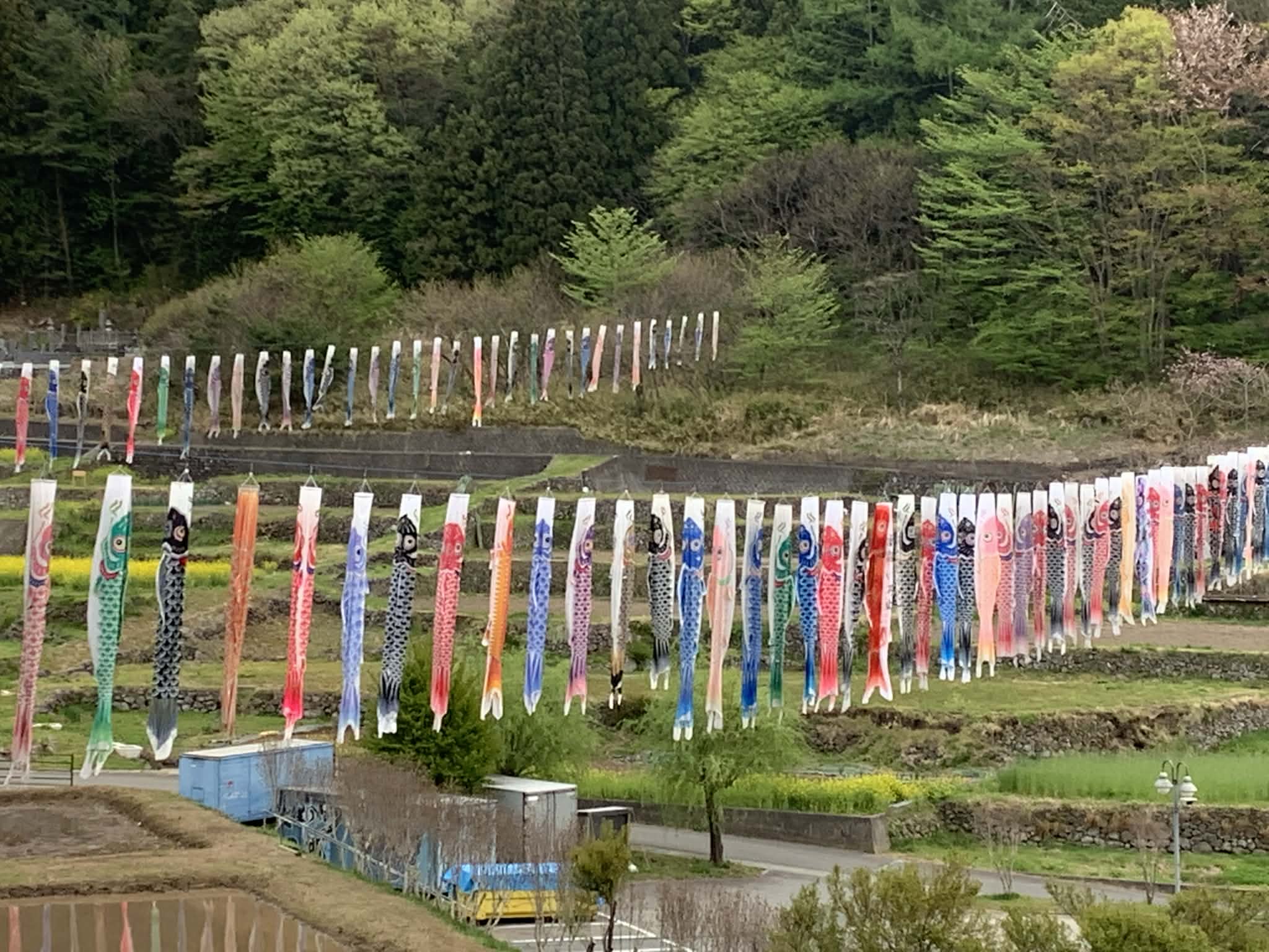 Koinobori.jpg