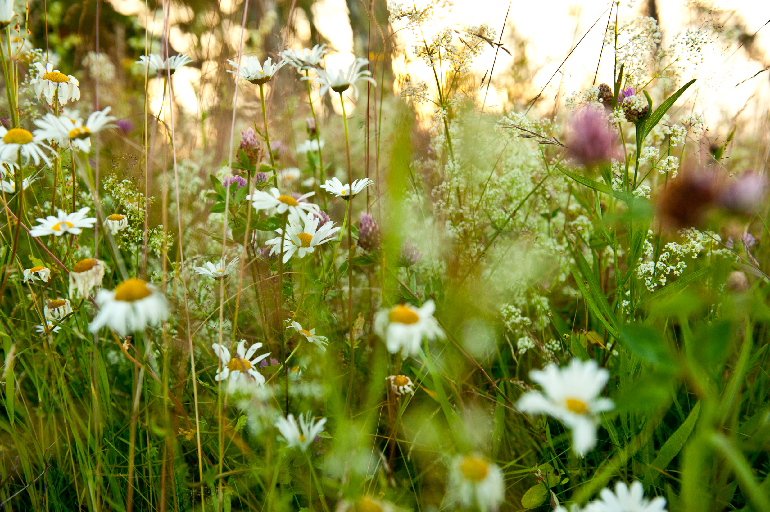 meadow in full bloom