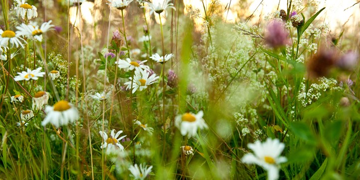 meadow in full bloom