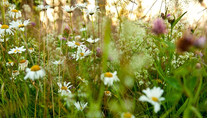 meadow in full bloom