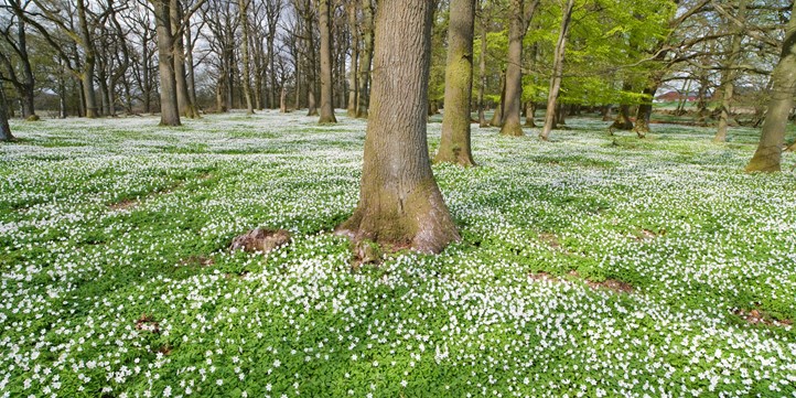 Nature Sweden park tree