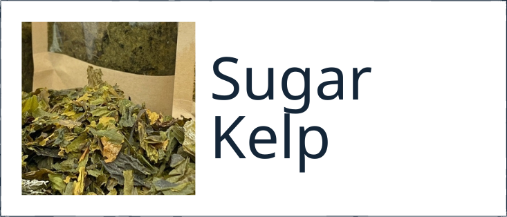 Photo of sugar kelp