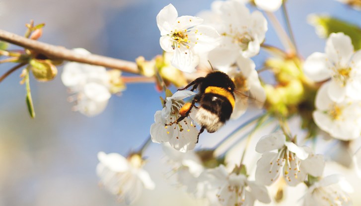 Foto på humla och blomma