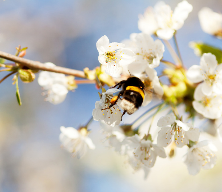 Humla - signs of spring