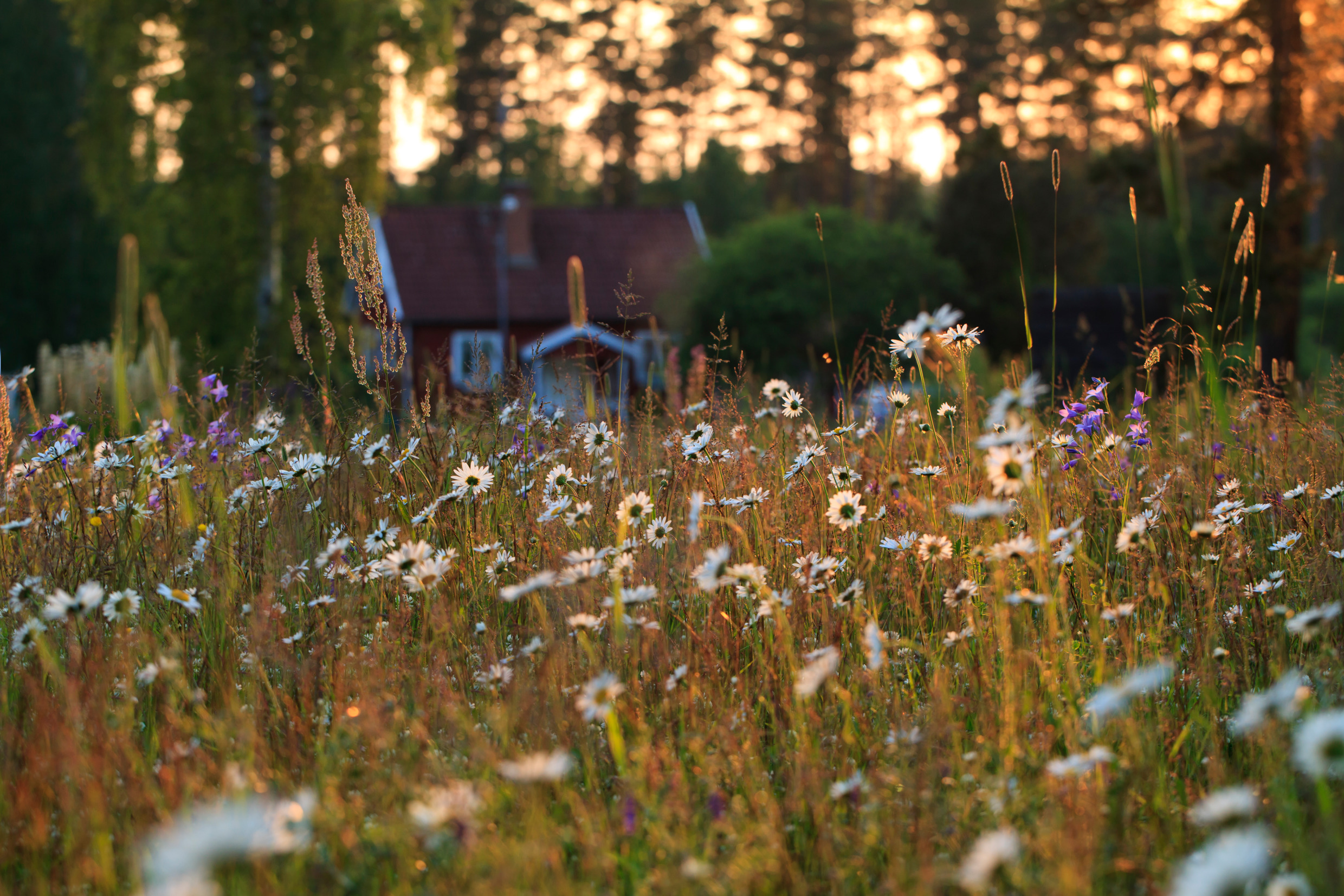 Photo: Jonas Forsberg, red cabin