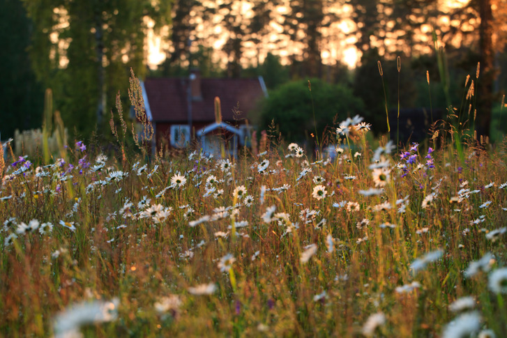 Photo: Jonas Forsberg, red cabin