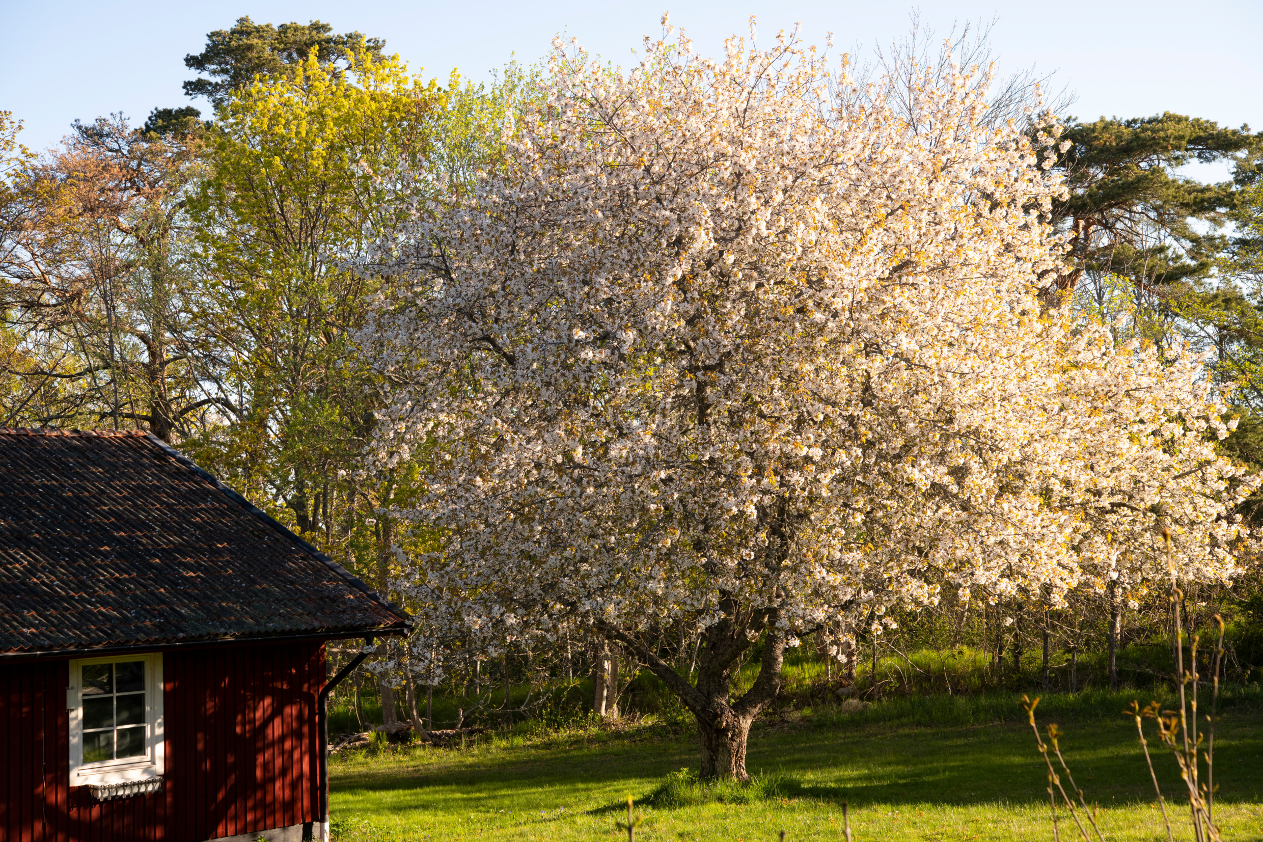 Röd liten stuga om våren i Stockholms skärgård. Photo: Lars Sjöqvist
