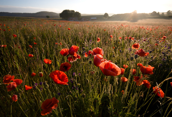 Poppy field