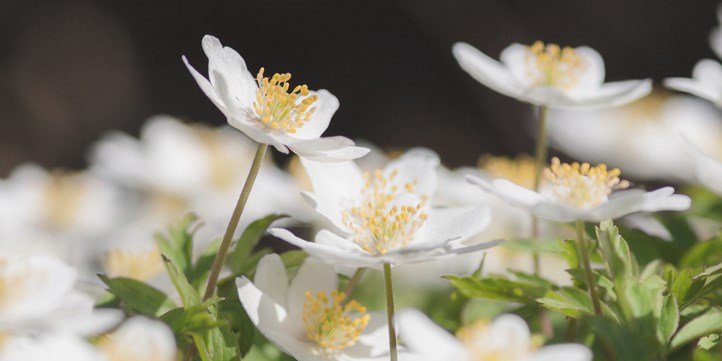 Spring flowers