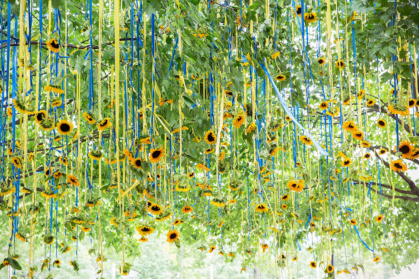 Midsommarblommor